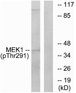 MEK1 (Phospho-Thr291) antibody