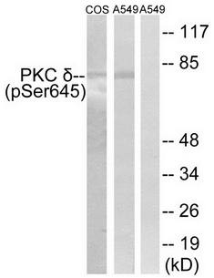 PKC delta (Phospho-Ser645) antibody