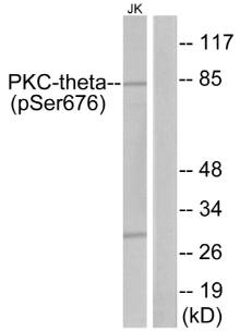 PKC theta (Phospho-Ser676) antibody