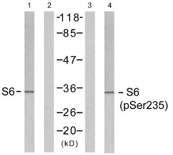 S6 Ribosomal Protein (Phospho-Ser235) antibody