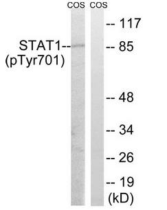 STAT1 (Phospho-Tyr701) antibody