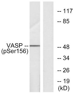 VASP (Phospho-Ser157) antibody