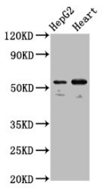 LMAN1 antibody