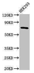 AACS antibody