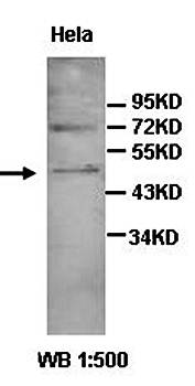 AADACL3 antibody