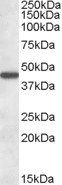 Goat anti-AADAT Antibody