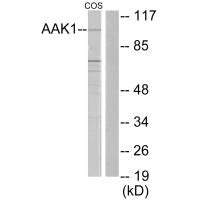 AAK1 antibody