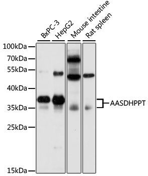 AASDHPPT antibody