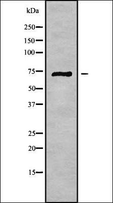 AAT1 antibody