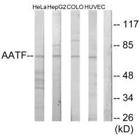 AATF antibody
