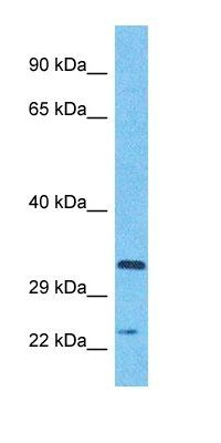 ABC3A antibody