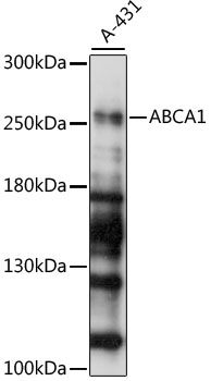 ABCA1 antibody
