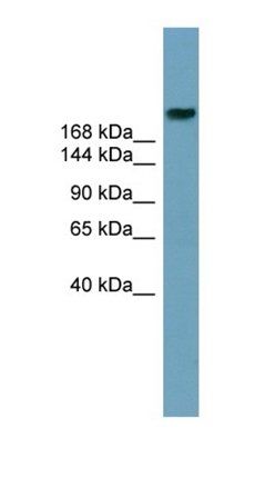 ABCA12 antibody