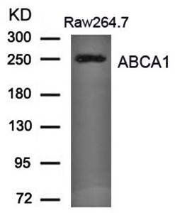 ABCA1 Antibody