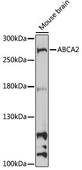 ABCA2 antibody