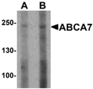 ABCA7 Antibody