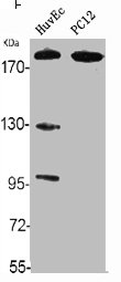 ABCA8 Antibody