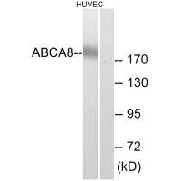 ABCA8 antibody