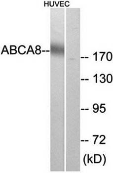 ABCA8 antibody