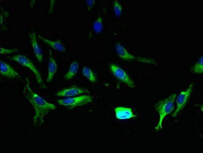 ABCA9 Antibody