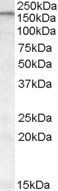 ABCA9 antibody