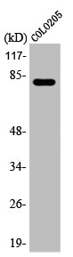 ABCB10 Antibody