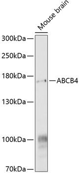 ABCB4 antibody