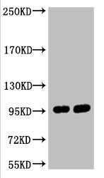 ABCB5 Monoclonal Antibody
