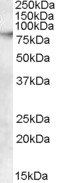 Goat anti-ABCB5 Antibody