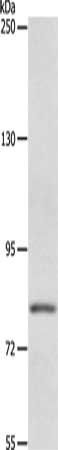 ABCB6 Antibody