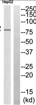 ABCB7 Antibody