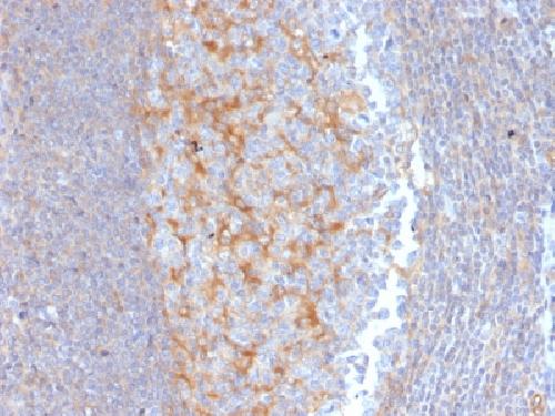 MRP1 / ABCC1 (Multidrug Resistance Related Protein 1) Antibody