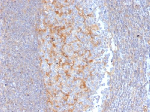 ABCC1 antibody