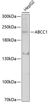 ABCC1 antibody