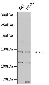 ABCC11 antibody
