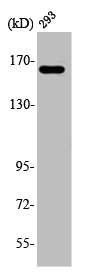ABCC12 Antibody