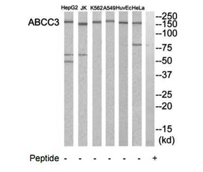 ABCC3 antibody