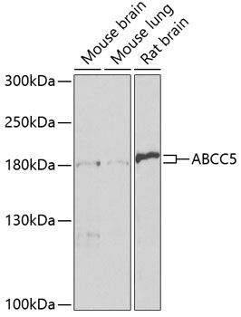 ABCC5 antibody