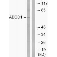 ABCD1 Antibody