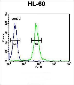 ABCD1 antibody