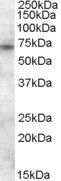Goat anti-ABCD3 Antibody