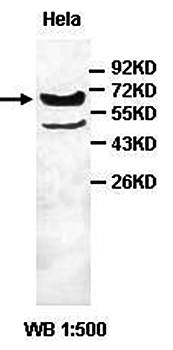 ABCD3 antibody