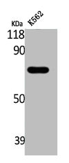 ABCD4 Antibody