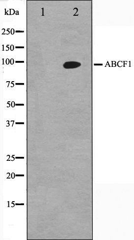 ABCF1 antibody
