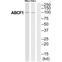 ABCF1 antibody