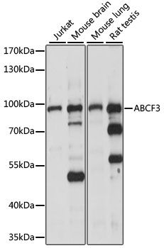 ABCF3 antibody