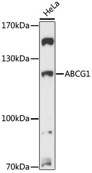ABCG1 antibody