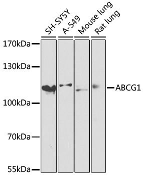 ABCG1 antibody
