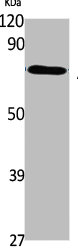 ABCG1 Antibody