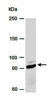 ABCG1 (M2) Antibody, Rabbit Polyclonal